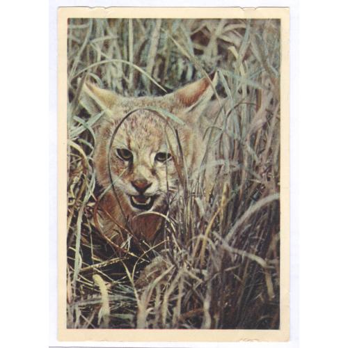 Камышовый кот Таджикистан Фото В. Гиппенрейтер Издательство Правда 1958 Фауна