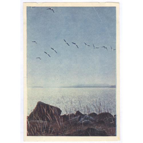 Гуси прилетели на север Фото В. Гиппенрейтер Издательство Правда 1958 Фауна