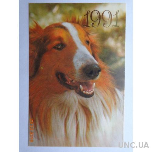 Карманный календарь "Собака породы "Колли длинношёрстный" (на 1991 год) отличное состояние
