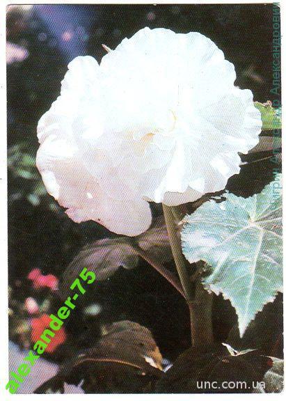 Белая цветущая роза.