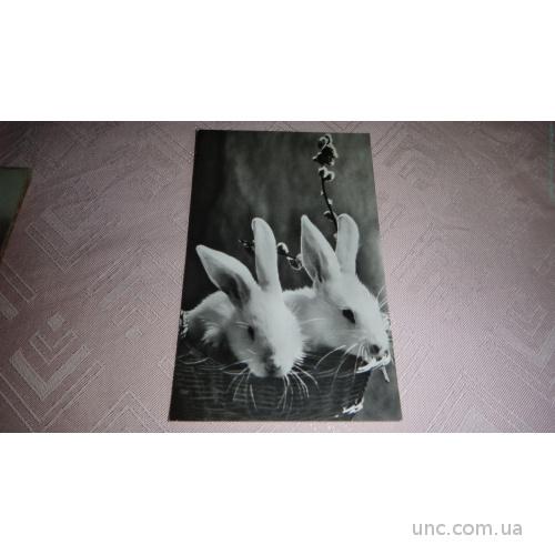 Фото открытка. Зайцы. Кролики в лукошке. Будапешт. Марка печать.