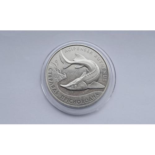 Стерлядь Прісноводна / Стерлядь Пресноводная 2012