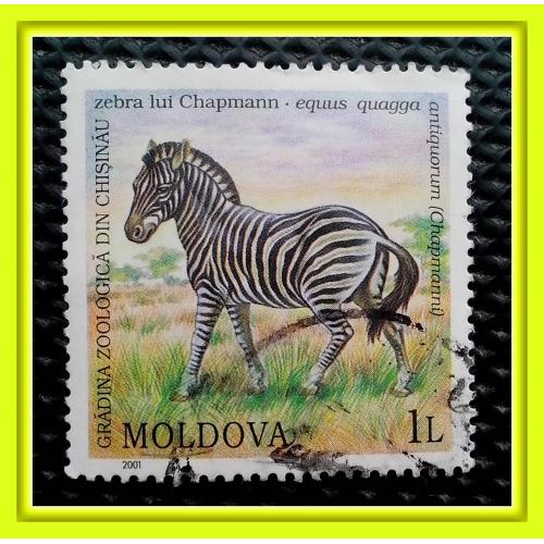 Почтовая  марка  Молдовы  «Кишинёвский  зоопарк: Зебра Чепмена»  (1).