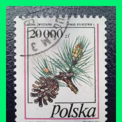 Почтовая марка Польши «Conifer Conesis».