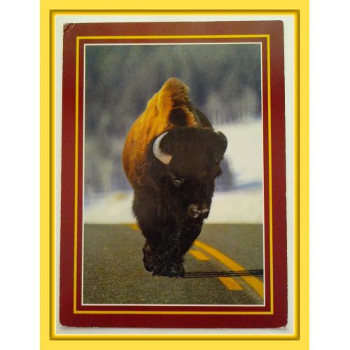 Почтовая  открытка  США  «Американский бизон».