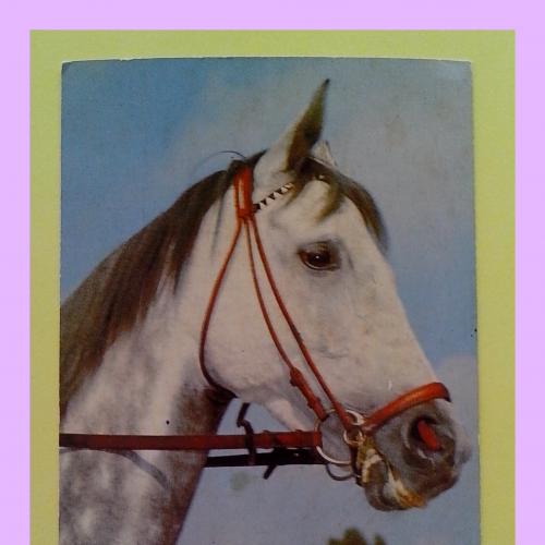 Почтовая  открытка  США  «Horse breeds» (1).