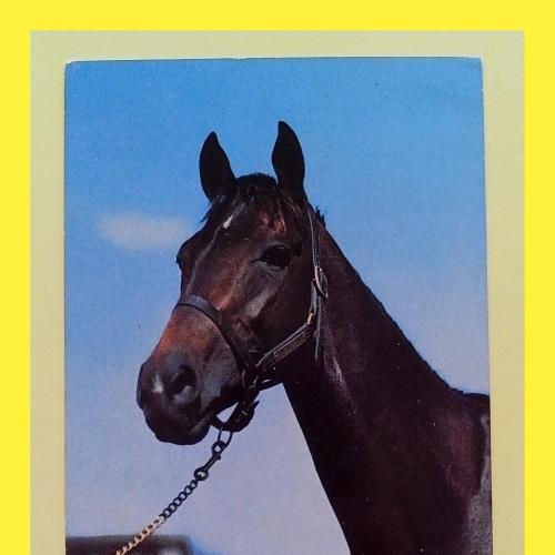 Почтовая  открытка  США  «Horse breeds» (2).