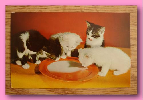 Почтовая  открытка  США «Kittens».