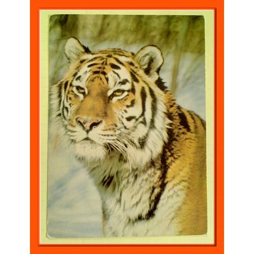 Почтовая открытка СССР  «Уссурийский тигр» 