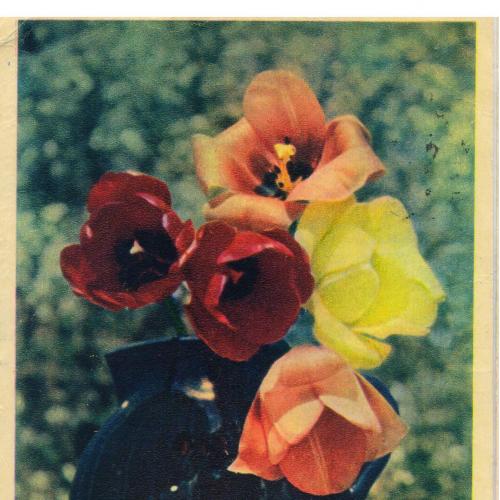 Букет цветов. Тюльпаны.Фото Е.Игнатович. Издательство "Правда".1956