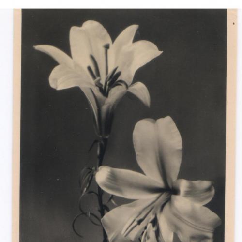 С днем рождения! Цветы. Лилии. Ленфотохудожник. 1957