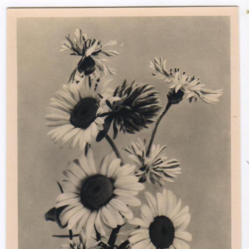 С днем рождения! Цветы. Ромашка. Ленфотохудожник. 1957