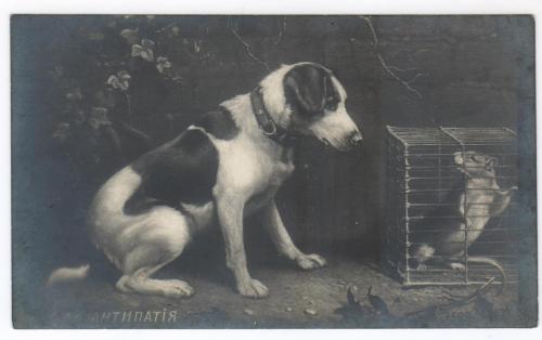Старинная открытка."Антипатия". Юмор. Животные.Собака.Крыса