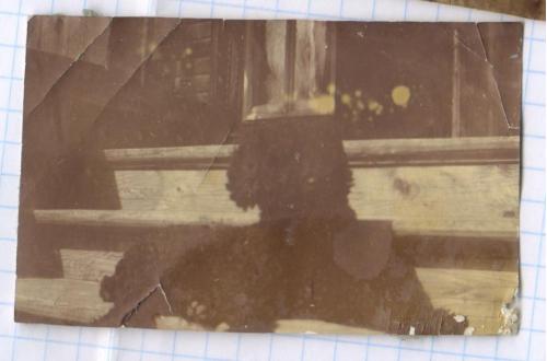 Старинное фото №158. Собака. Пудель на крыльце. ок.1910 г. рдч  