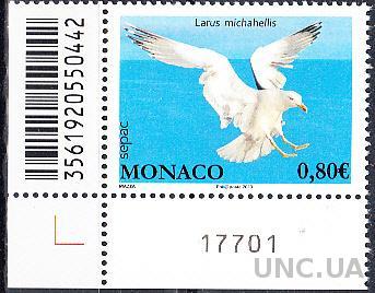 Монако 2013 фауна птица чайка