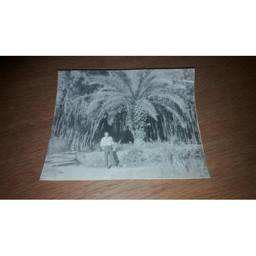 Фотокарточка 1960-е Анемичный курортник, пальма
