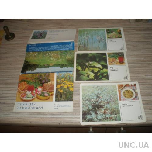 Набор открыток Блюда из дикорастущих трав