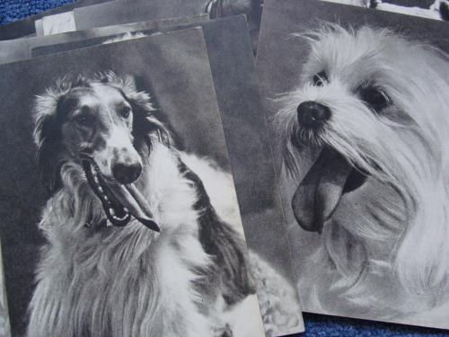 Набор открыток "Собаки", 1968 год