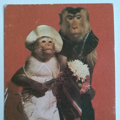 Календарик Обезьяны Цирк 1986 СССР Свадьба