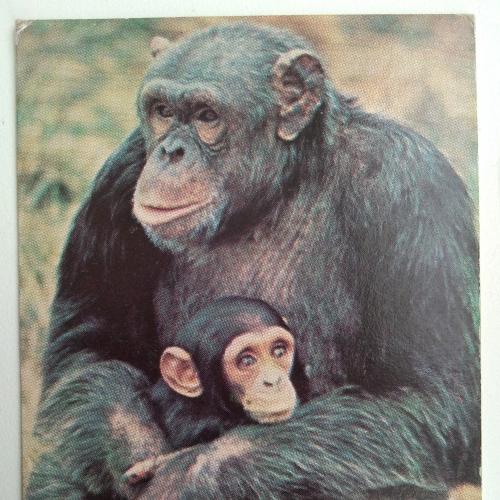 Календарик Обезьяны Шимпанзе 1992
