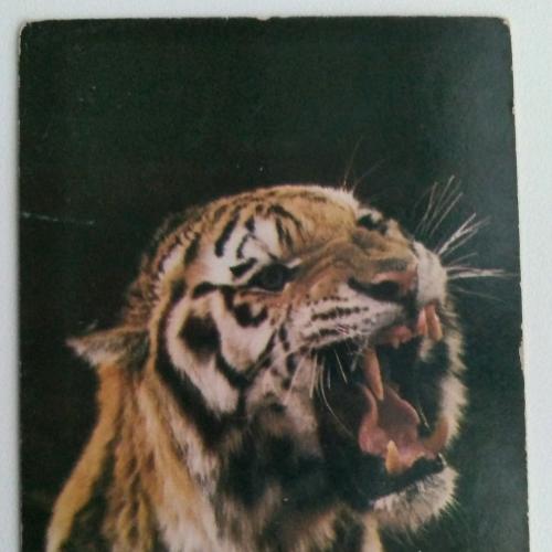 Календарик Тигр 1984 Цирк СССР
