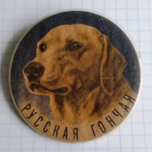 Русская гончая Собака порода Детский