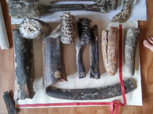 Колекция окаменелостей. Зубы, бивни и кости мамонта, оленя и др.
