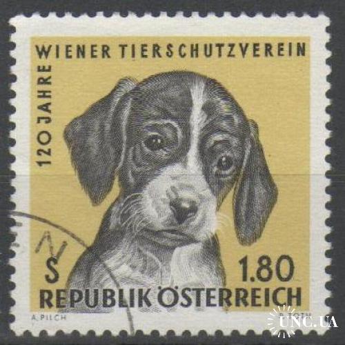 Австрия Фауна Домашние животные Собаки Щенки Интересная