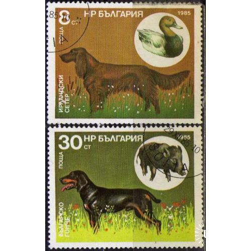 Болгария 1985 Фауна Домашние животные Охотничьи породы Собак