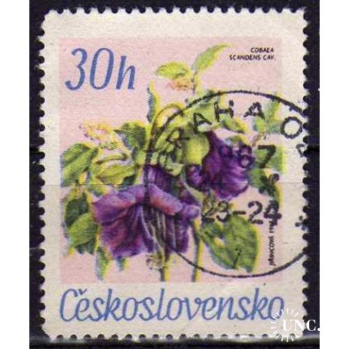 Чехословакия Флора Цветы Растения Интересная