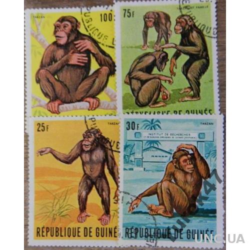 Гвинея Фауна Обезьяны Приматы Мартышки Животные Полная Серия