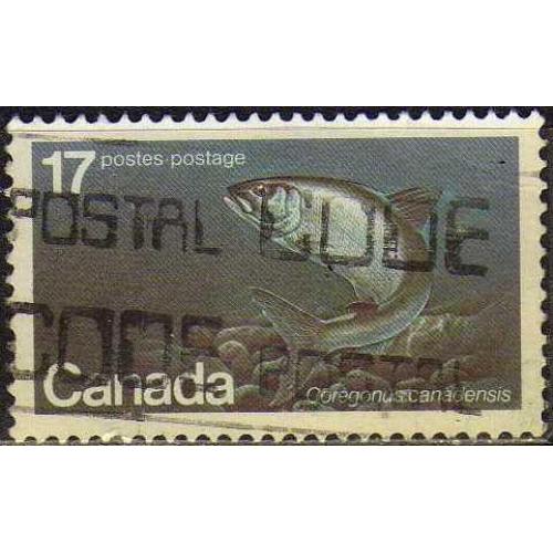 Канада Фауна Морские обитатели Рыбы Редкая