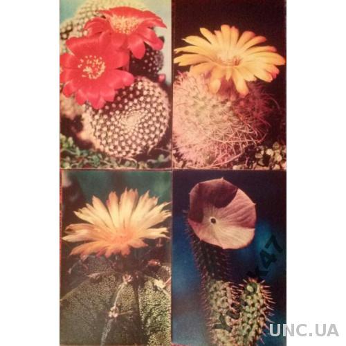 Комплект цветных открыток Цветы Флора Кактусы
