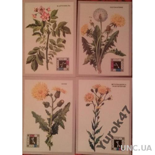 Комплект цветных открыток Цветы Флора Растения