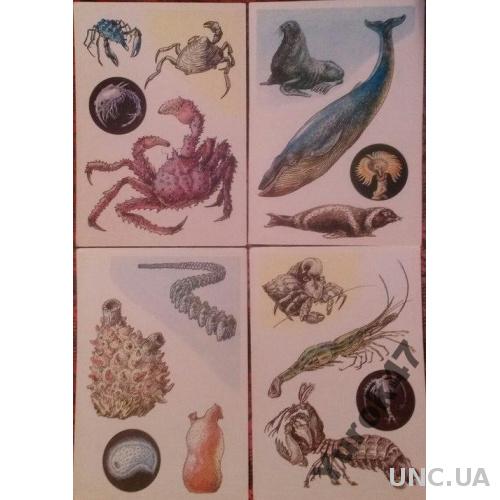 Комплект цветных открыток Морские обитатели Фауна