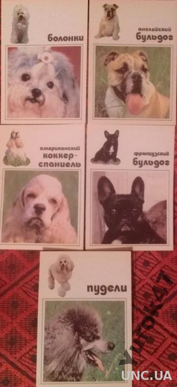 Комплект цветных открыток Собаки Фауна Породы