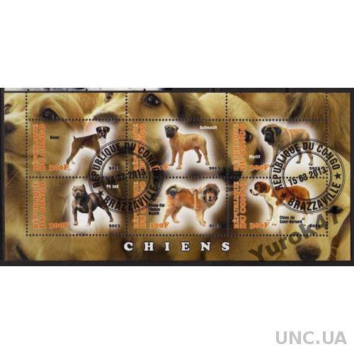 Конго Фауна Домашние животные Собаки Породы Блок