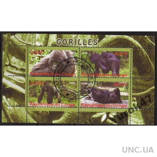 Конго Фауна Животные Обезьяны Приматы