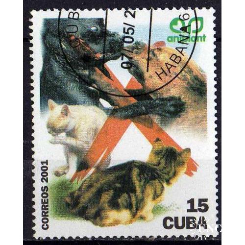 Куба Фауна Домашние животные Кошки Собаки