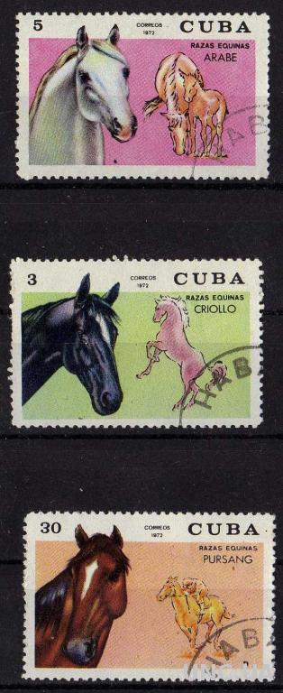 Куба Фауна Лошади Животные Кони Интересные