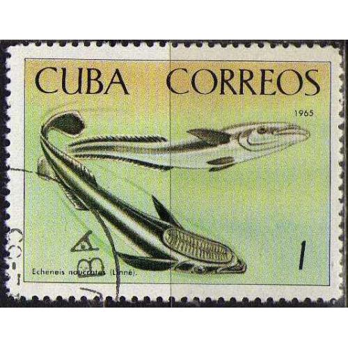 Куба Фауна Морские обитатели Рыбы 1965 Редкая