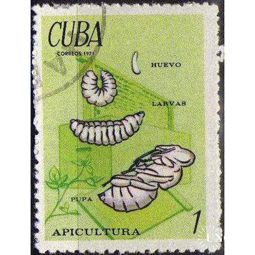 Куба Фауна Насекомые Бабочки Жуки Коконы 1971 Интересная