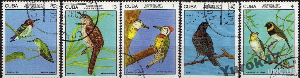 Куба Фауна Птицы Пернатые