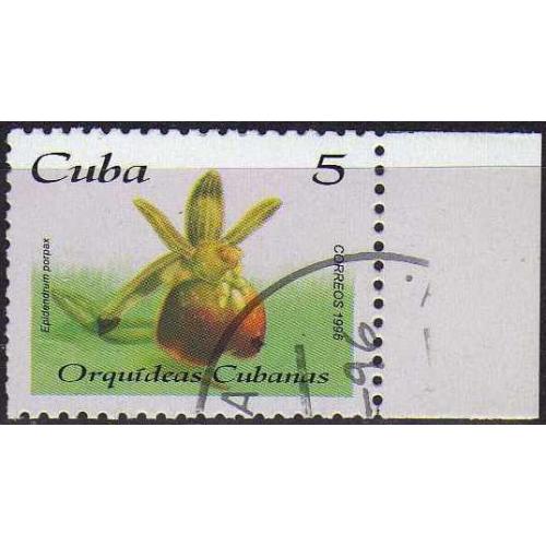 Куба Флора Цветы Растения Интересная