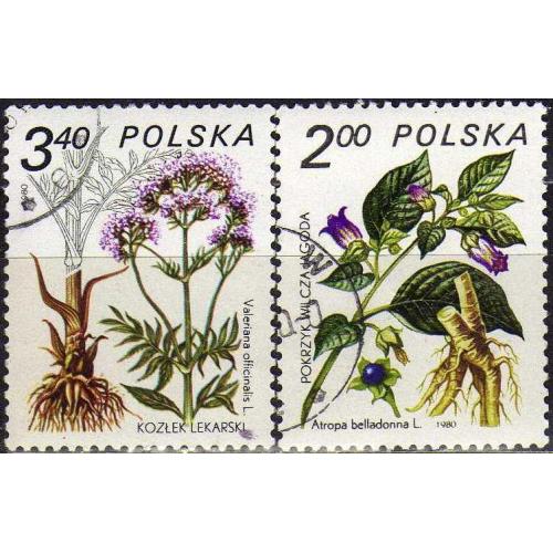 Польша Флора Цветы Лекарственные Растения Пара