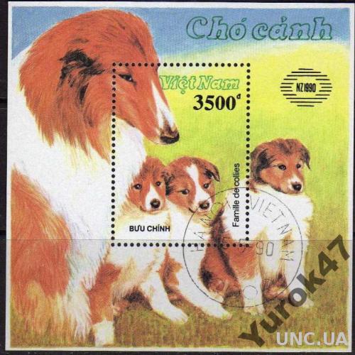 Вьетнам Фауна Домашние животные Собаки Породы Блок