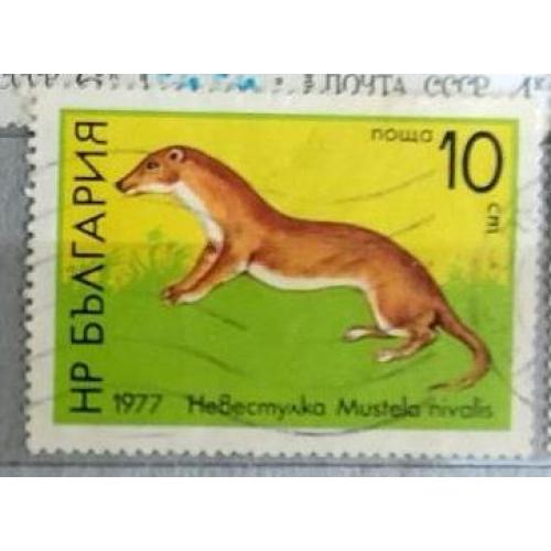Болгария 1977 марка ласка животные