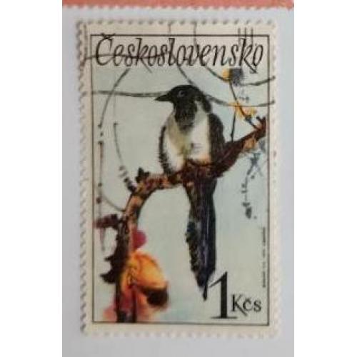 Чехословакия 1972 марка птицы фауна  Сорока