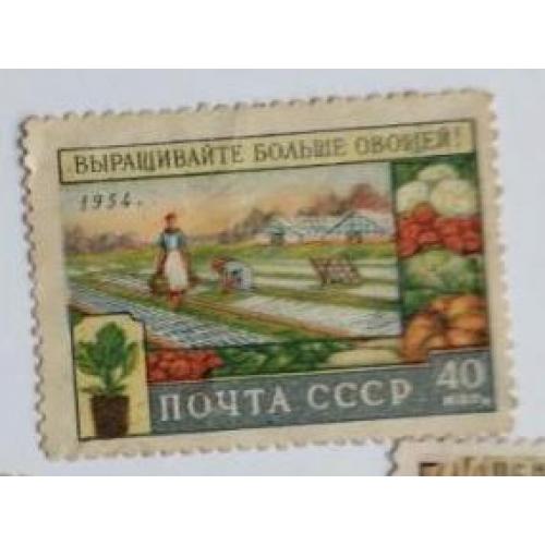 СССР 1954 марка из серии марок За подъем сельского хозяйства Выращивайте больше овощей