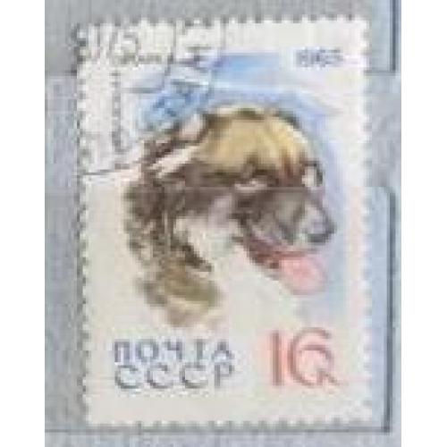 СССР 1965 марка Охотничьи и служебные собаки. Кавказская овчарка.животные